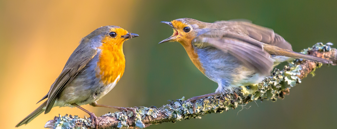 How Natural Language is rewriting the ASO rulebook